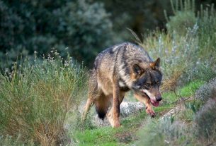 Neixen tres cries de llop entre l'Empordà i la Garrotxa: primera reproducció a Catalunya en 100 anys
