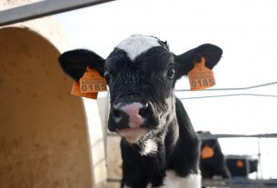 Nou focus de dermatosi nodular a Capmany obliga a sacrificar 106 vaques i reactiva restriccions a l’entorn