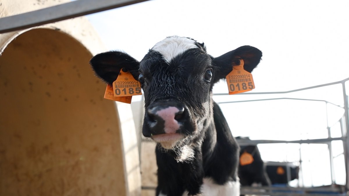 Nou focus de dermatosi nodular a Capmany obliga a sacrificar 106 vaques i reactiva restriccions a l’entorn